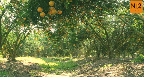 N12饮品柑园宣传片