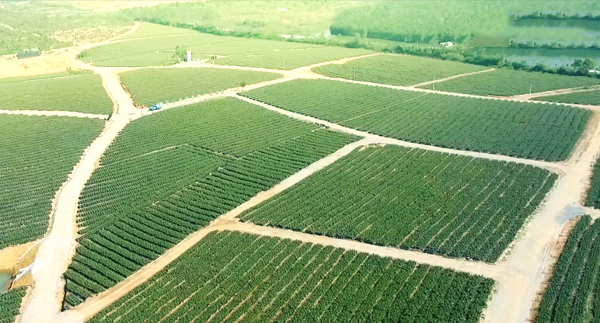 瑷菲诗芦荟产品宣传片