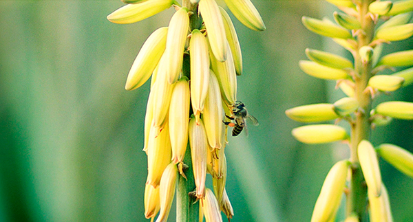 瑷菲诗芦荟产品广告片